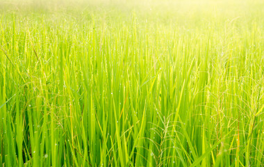 landscape,food,thailand