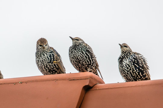 Adlerhorst Bilder Durchsuchen 398 Archivfotos, und