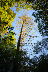 Great Smoky Mountains National Park