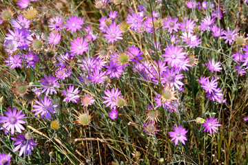 Fototapeta premium Floral background of purple and pink daisies.