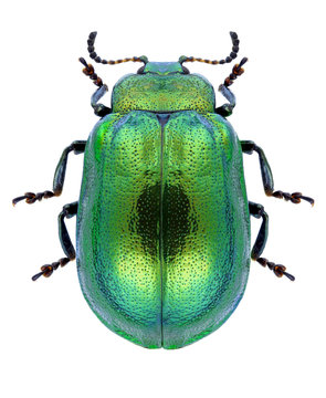 Beetle Plagiosterna aenea on a white background