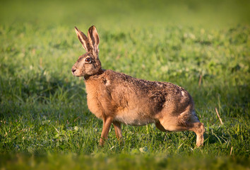 European hare