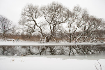 bare willow trees on the river shore by winter
