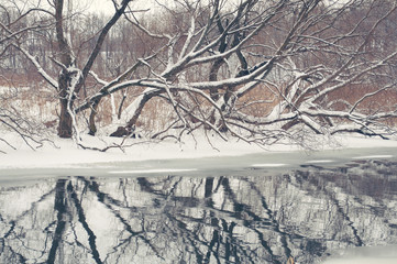 cold river waters with scenic reflection of bare willow trees by winter