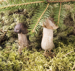Growing under fir branch mushroom