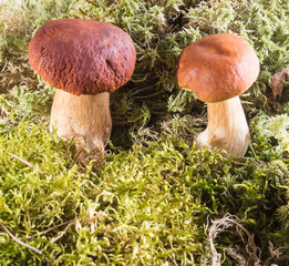 Two growing in the moss of the forest mushroom.