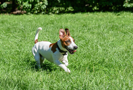Pet dog with funny ears running on green grass lawn