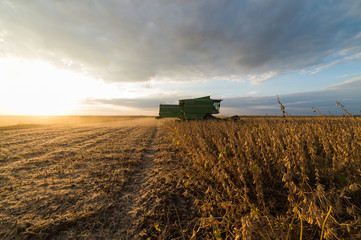 Fototapeta premium soybean harvest in autumn