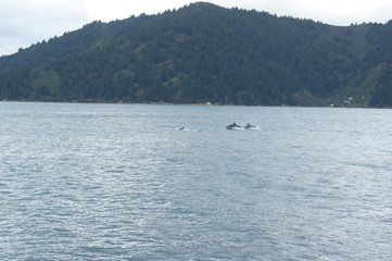 Obraz premium grand dauphin