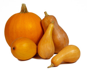 five pumpkins on a white background