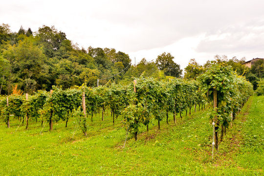 Vineyard Ready to Produce Wine