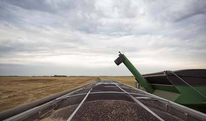 Top of truck trailer loaded with canola seed at harvest on a field in rural saskatchewan landscape