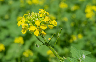 flowering mustard