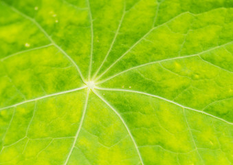 Nasturtium Highways