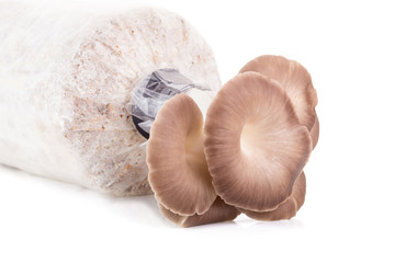 Cultivated mushrooms on the plastic bag.