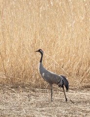 Common crane