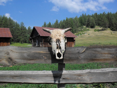 skull hanging on the fence next to an abandoned house in the village