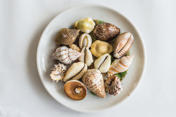 Different seashells in white plate