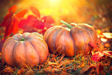 Naklejka na ściany i meble Thanksgiving day background. Orange pumpkins over bright autumnal nature background
