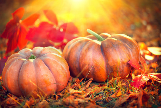 Thanksgiving day background. Orange pumpkins over bright autumnal nature background