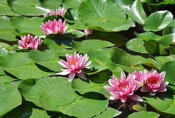 blooming water lilies