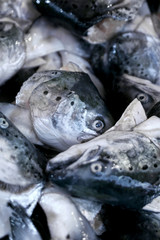 Fishes on a market stall
