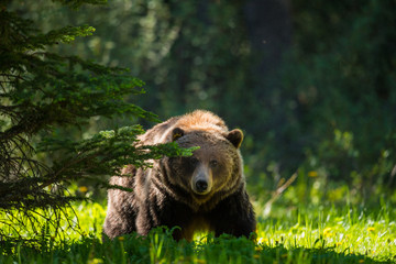  Grizzly Bear (Ursus arctos horribilis)