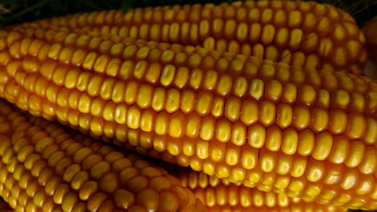 Mais - Nahaufnahme
