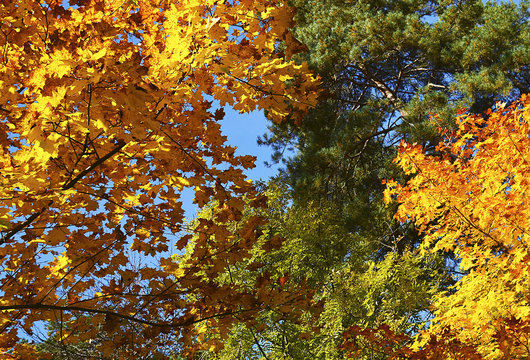 Treetops in autumn for background.Autunno Herbst Oto&ntilde;o Syksy Efter&aring;r Automne Autumn Jesen Haust Ősz Herfst H&ouml;st Jesień