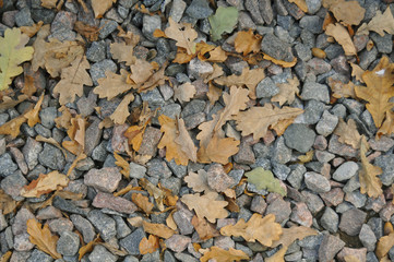 Дубовые листья и гравий крупным планом, текстура, осень