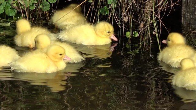 Close up of young duck chicks swimming around in water large group of fluffy yellow birds very cute adorable baby ducks charming setting at water side ultimate cuteness cuddly and endearing footage 4k
