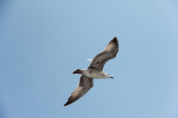 Seagull