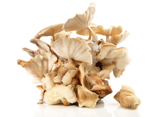 Shiitake - Pilzzucht