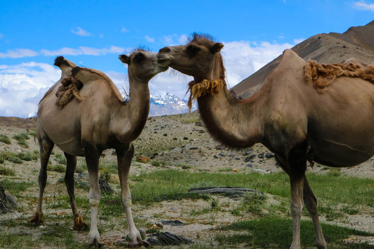 Camelos selvagens soltos, nas montanhas do interior da China