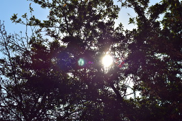 Fototapeta premium sun