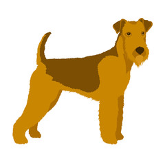 Airedale dog vector illustration style Flat