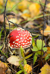 Мухомор в лесу под веткой