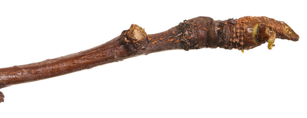 dry branches of trees. isolated on white background