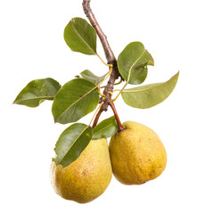 Ripe pears on a branch with leaves. isolated on white background