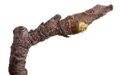 dry branches of trees. isolated on white background