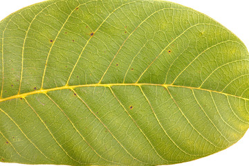 green walnut leaf background