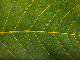 green walnut leaf background