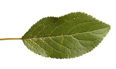 cherry tree leaf isolated on white background