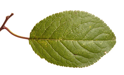 cherry tree leaf isolated on white background