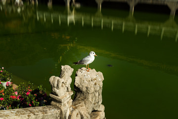 Seagull in Yuantong temple