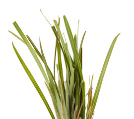 bundle of green grass isolated on white background