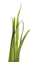 bundle of green grass isolated on white background