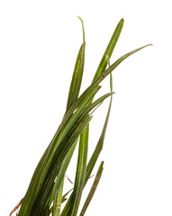 bundle of green grass isolated on white background