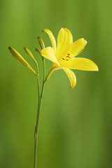 Flower yellow lily