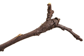 dry branches of trees. isolated on white background